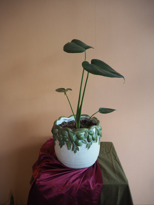 Olive Monstera