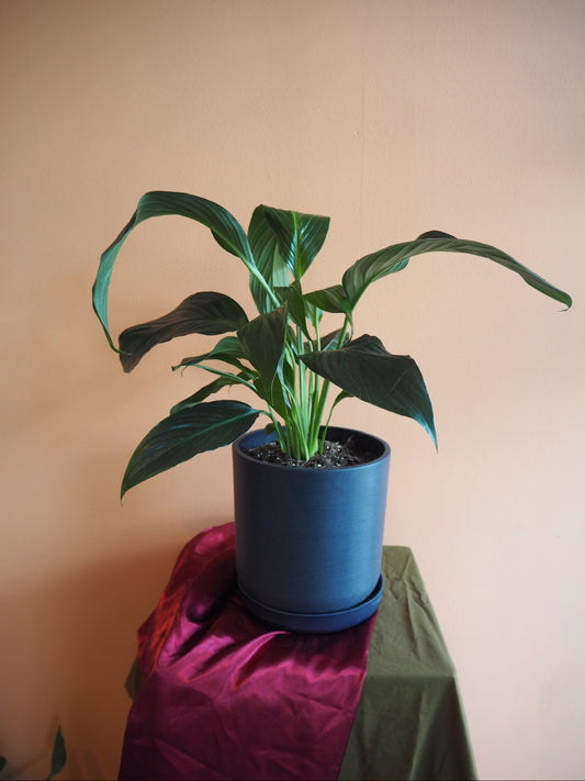 Navy Peace Lily
