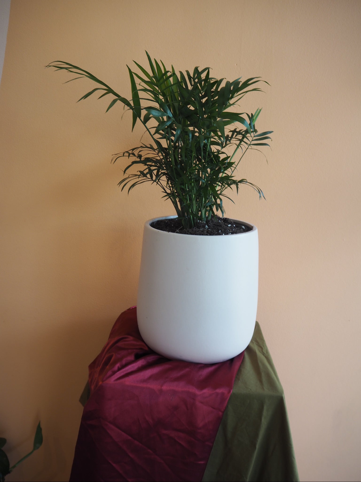 Rosa Palm
