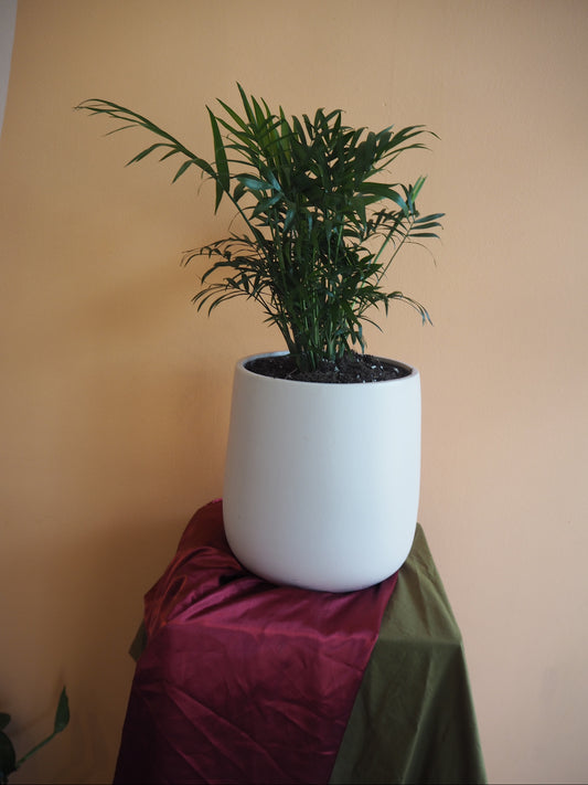 Rosa Palm