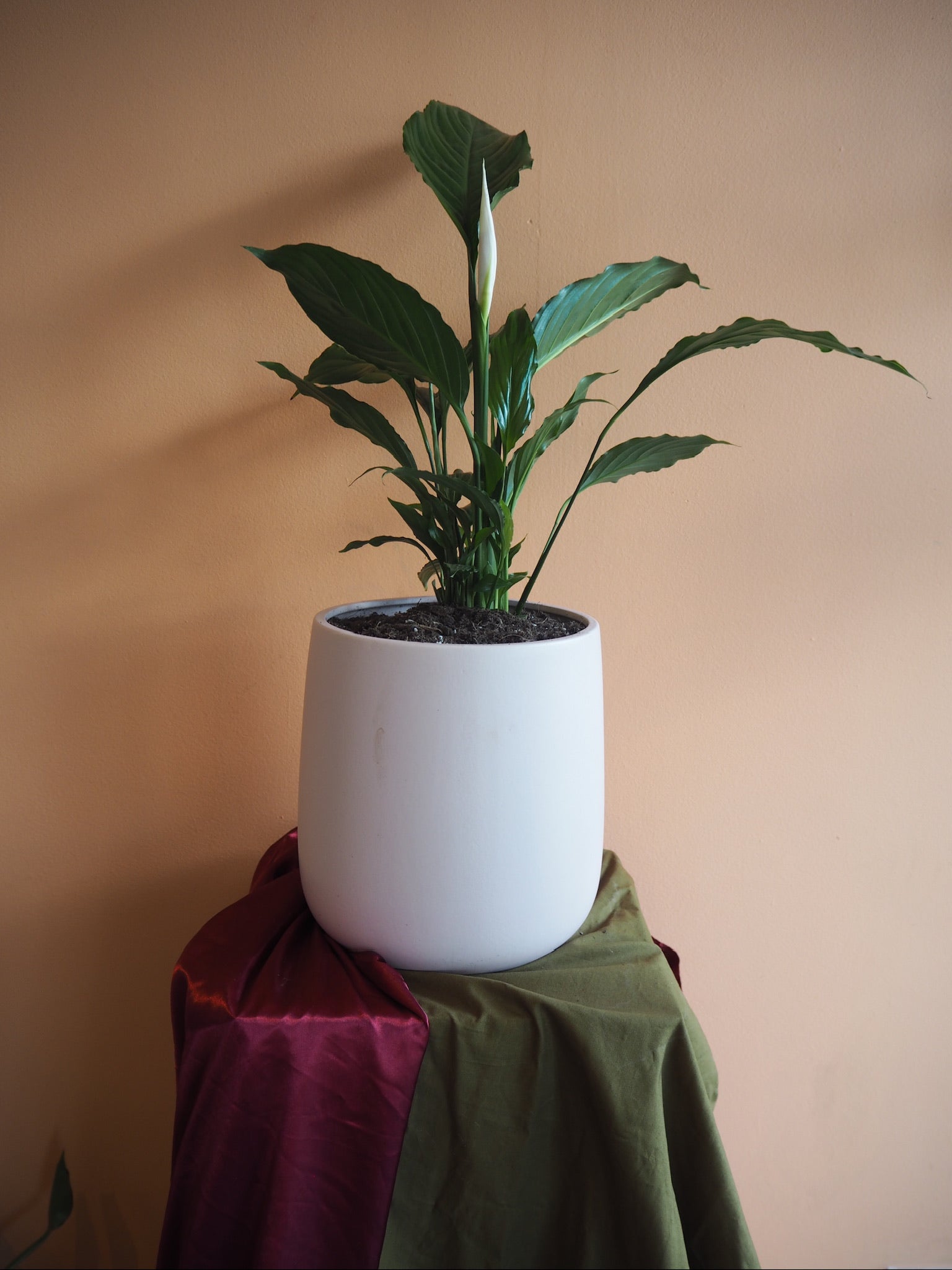 Rosa Peace Lily