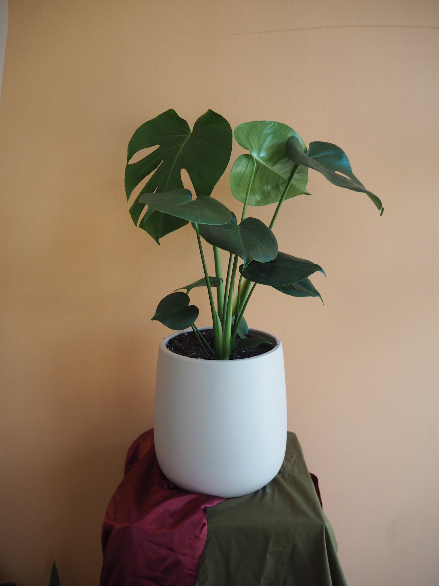 Rosa Monstera