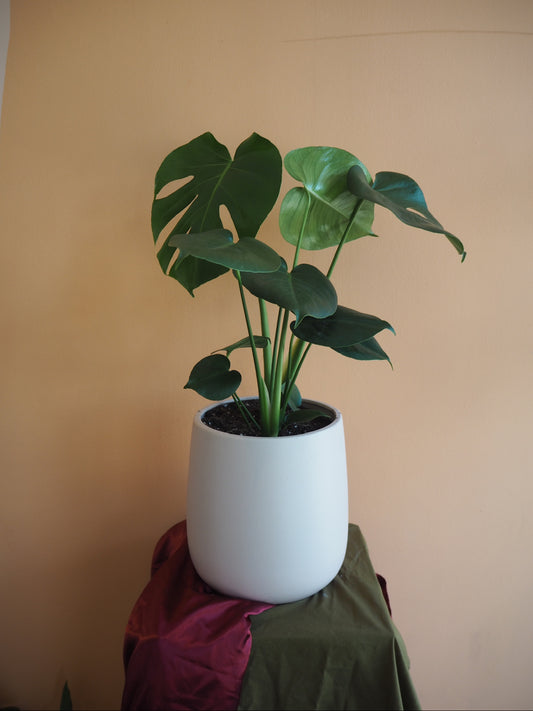 Rosa Monstera