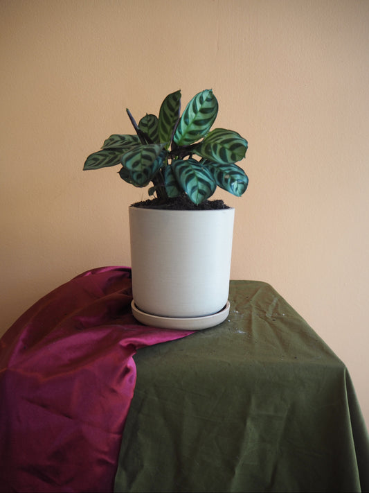 Mini Calathea Peacock