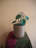 Load image into Gallery viewer, Heartleaf Philodendron
