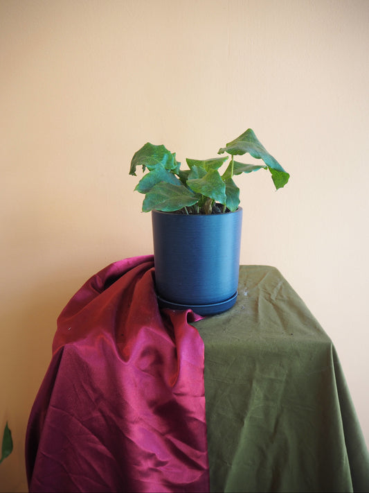 Mini Calathea Musaica