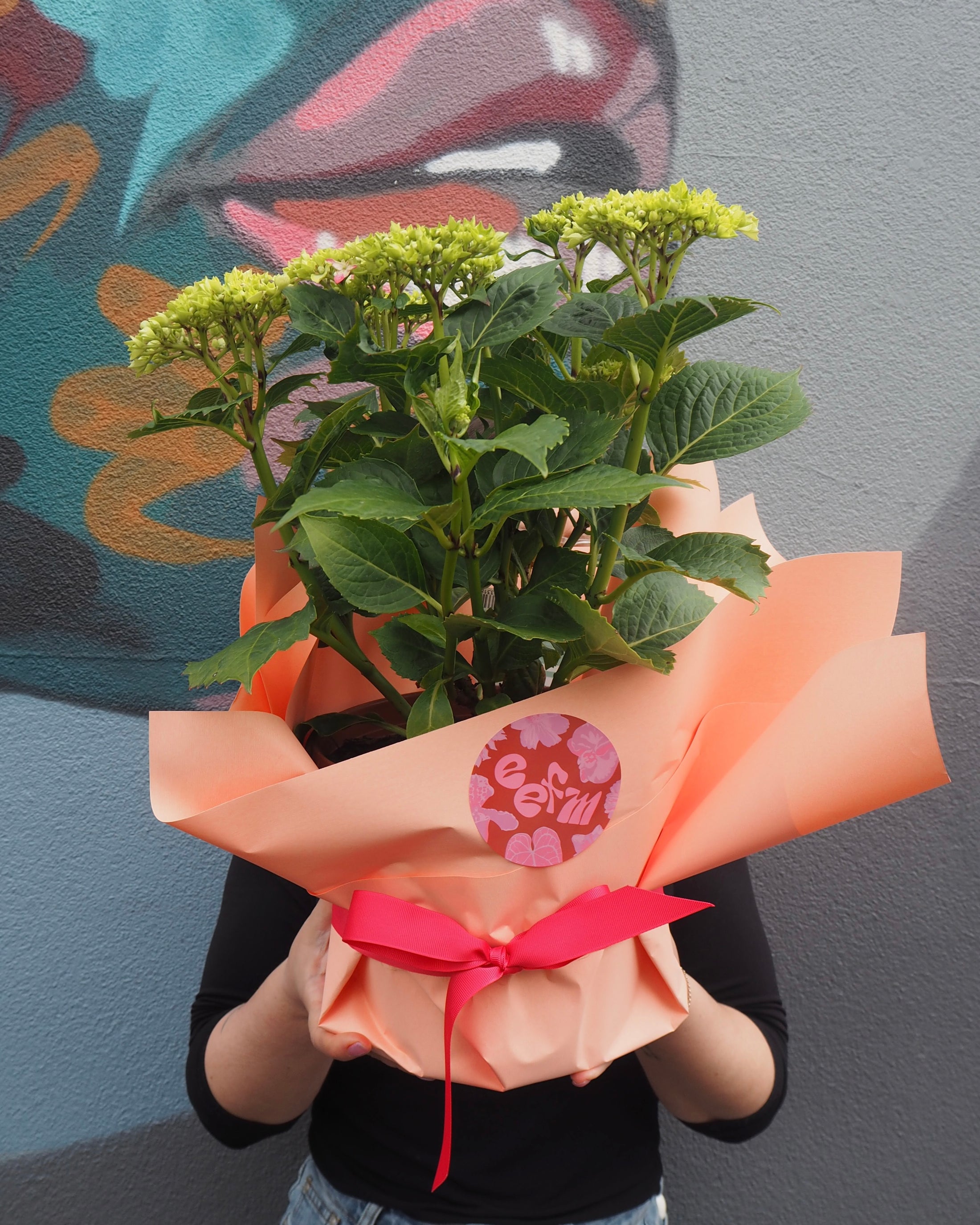 Flowering Hydrangea Plant