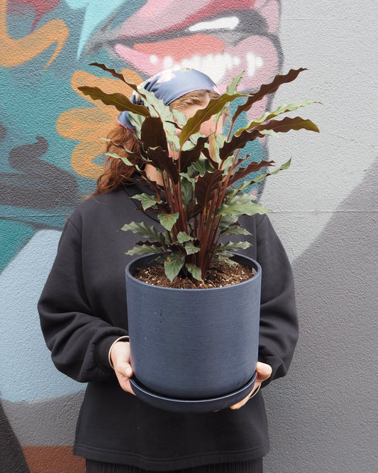 Navy Portland Calathea