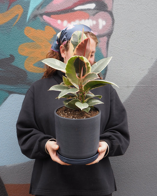 Variegated Rubber Plant