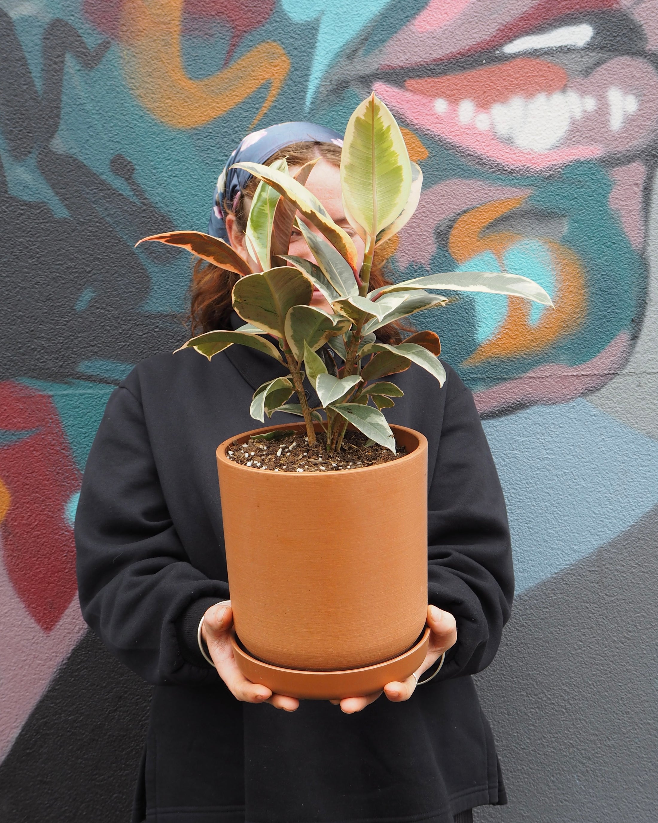 Variegated Rubber Plant