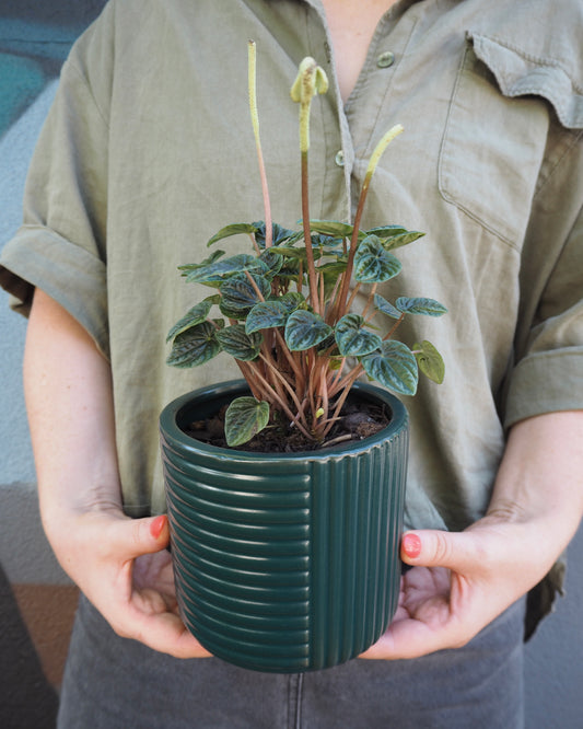 Shelby Dark Green Peperomia Lilian