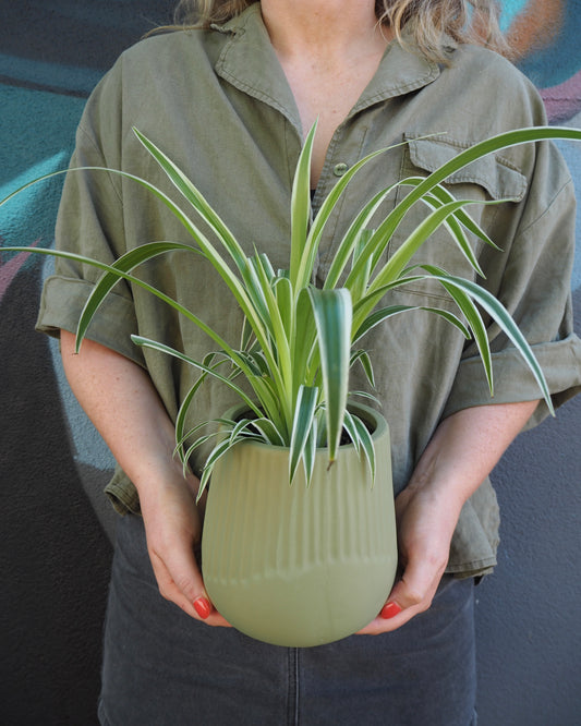 Remy Spider Plant