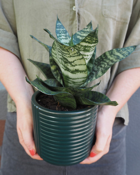 Shelby Dark Green Snake Plant