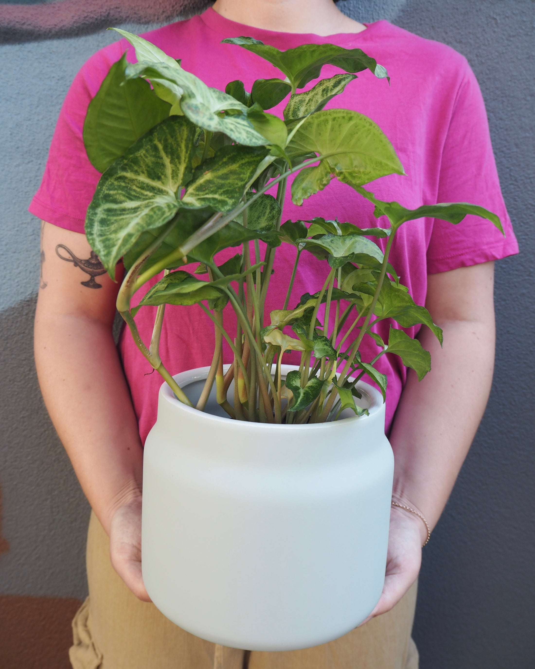 Gizmo Syngonium Podophyllum