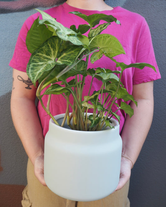 Gizmo Syngonium Podophyllum