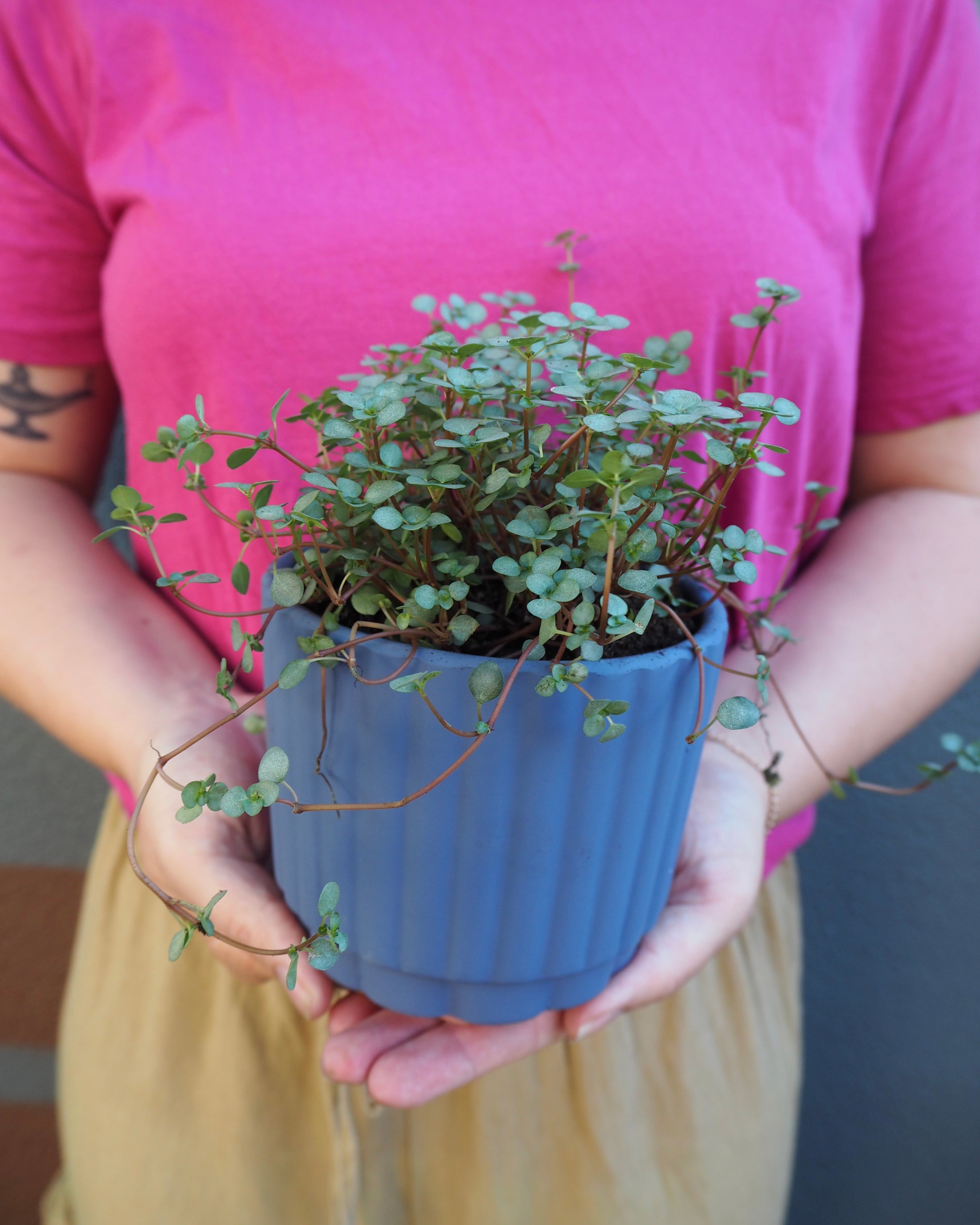 Umbra Pilea Libanesis Silver Sprinkles