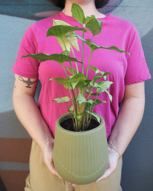 Malarkey Syngonium Podophyllum