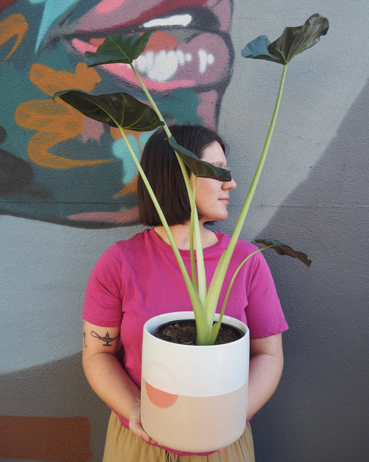 Amok Alocasia Shield