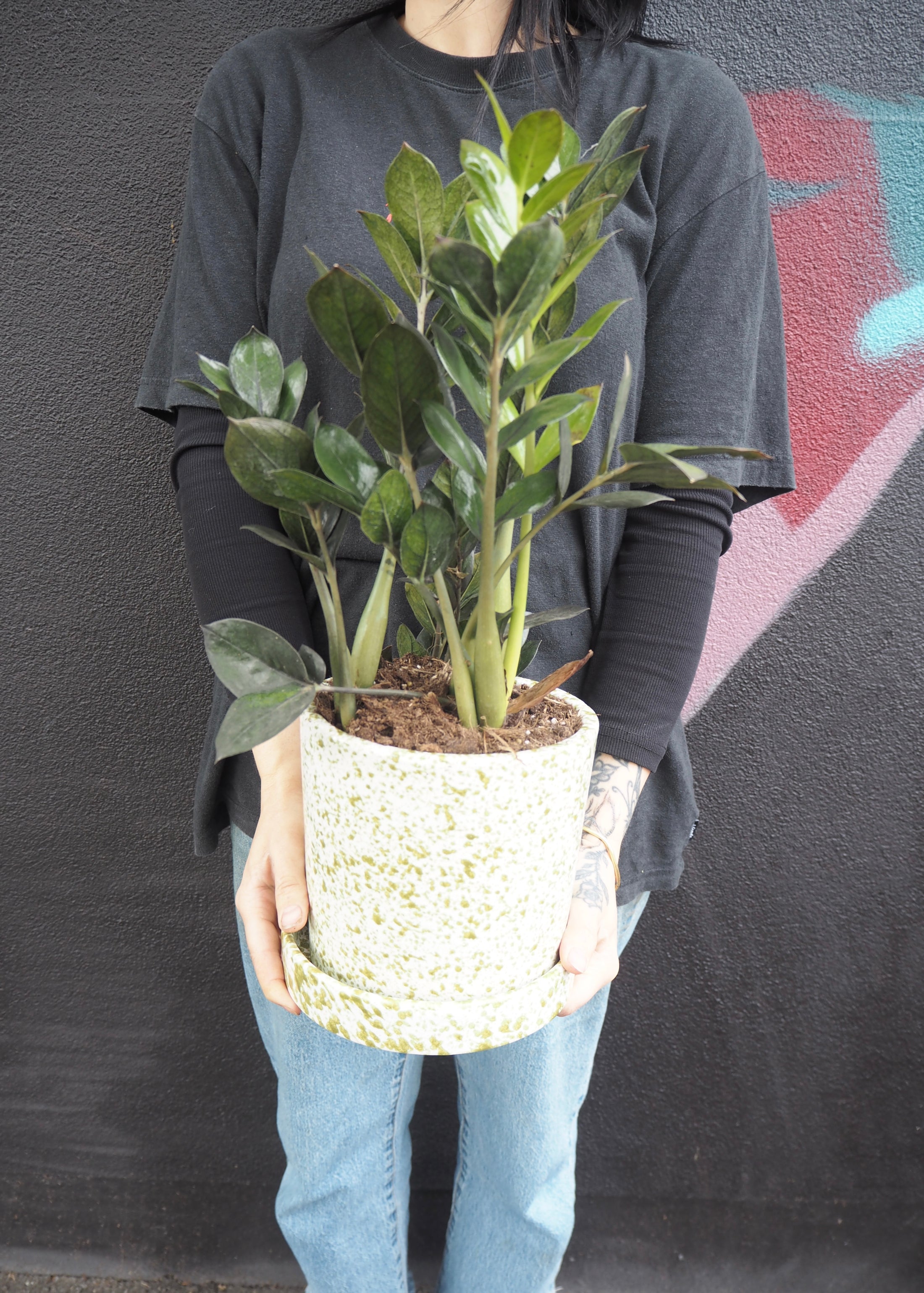 Person holding a potted plant against a dark wall with abstract designs.