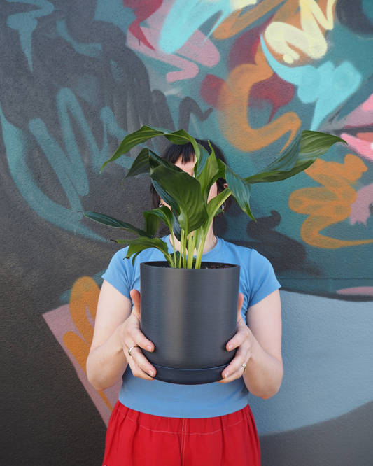 Navy Peace Lily Medium