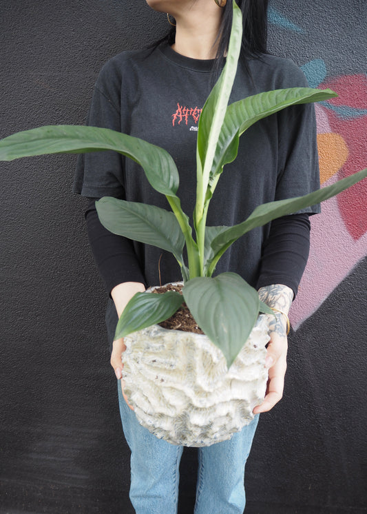 Person holding a potted plant against a dark background