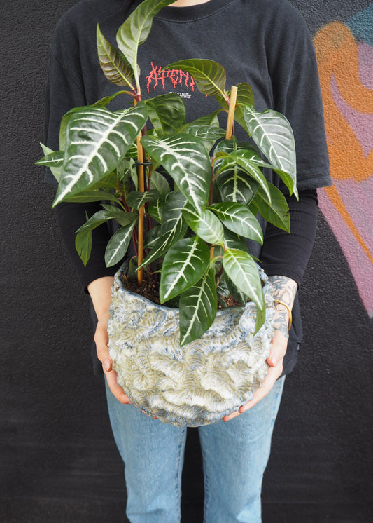 Person holding a potted plant with a dark background