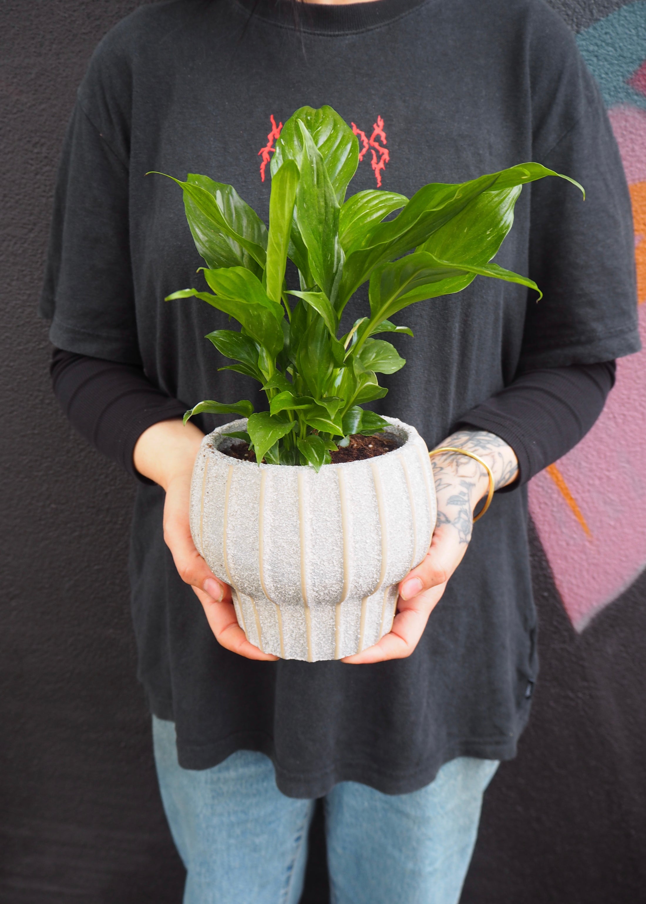 Person holding a potted plant against a dark background