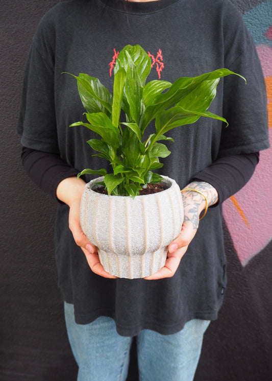 Person holding a potted plant against a dark background
