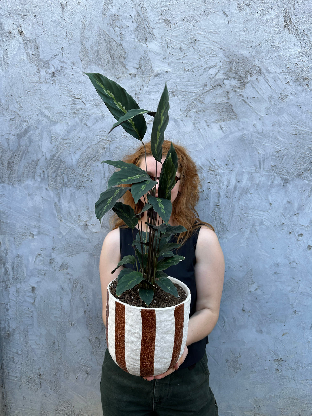 Rayas Calathea Maui Queen