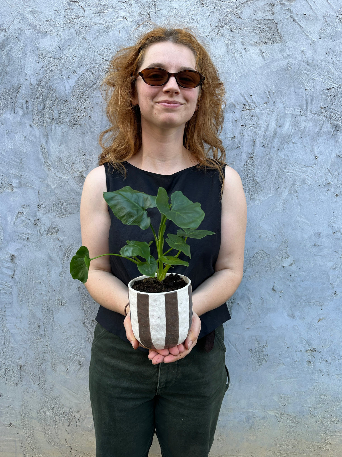 Rayas Philodendron Super Atom