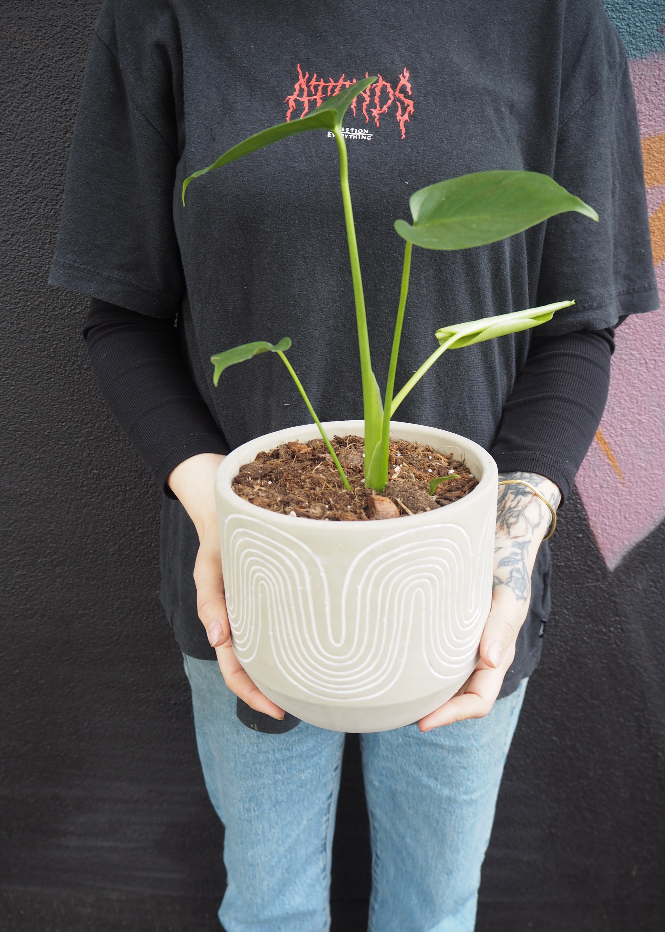Plants available for same day delivery in Adelaide
