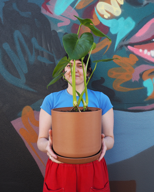 Terracotta Monstera Large