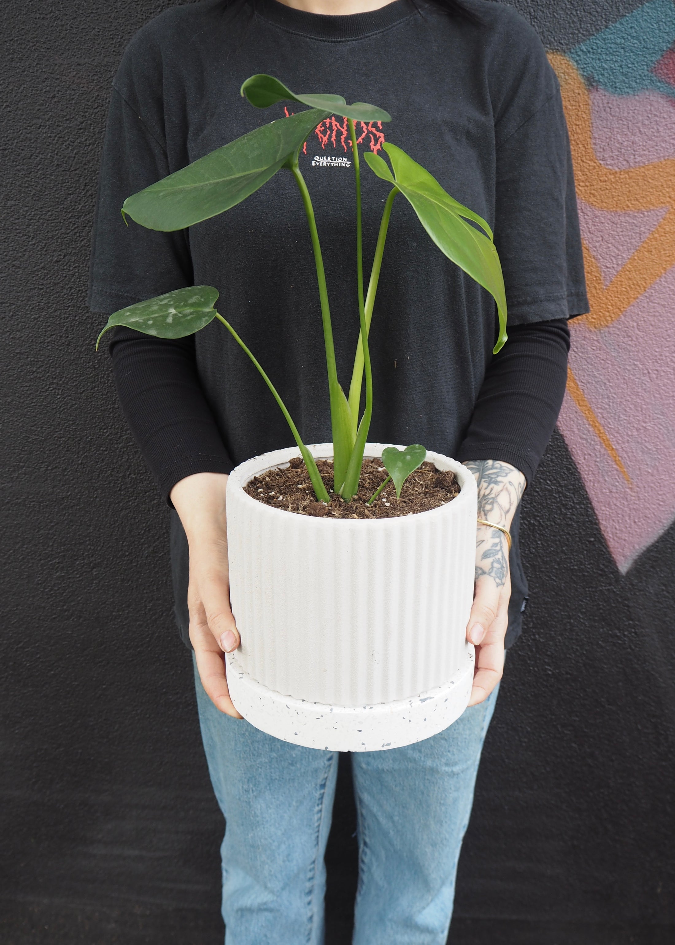 Person holding a potted plant against a dark background