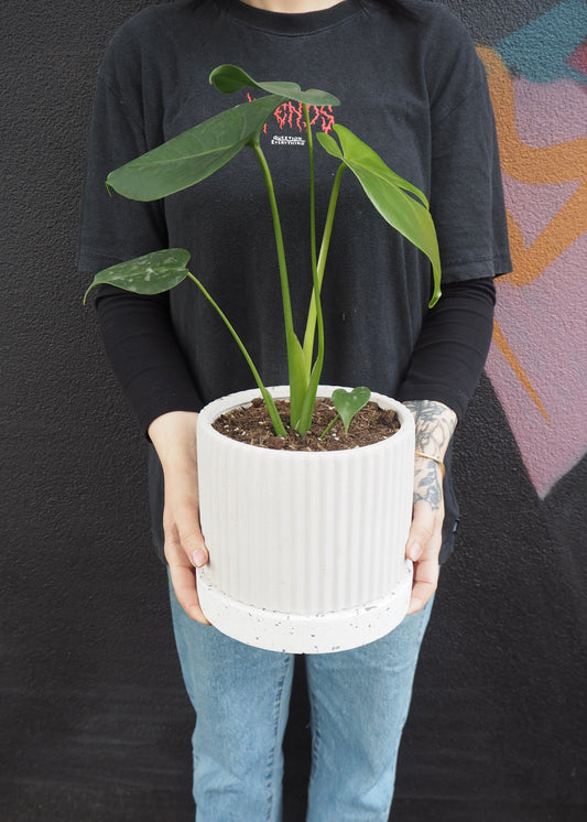 Person holding a potted plant against a dark background