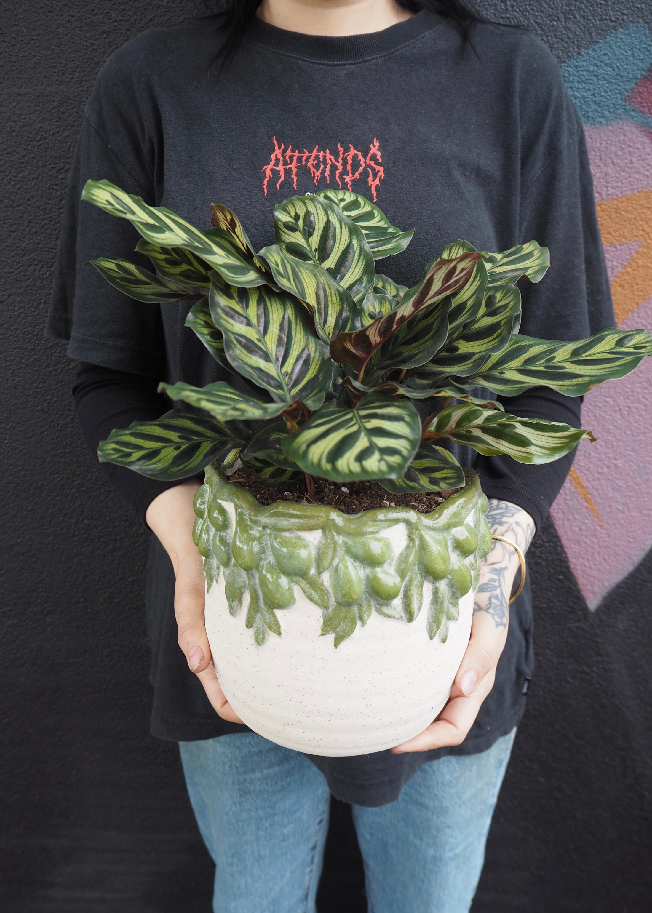 Plants available for same day delivery in Adelaide
