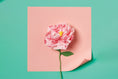 Load image into Gallery viewer, Paper Flower Making Kit
