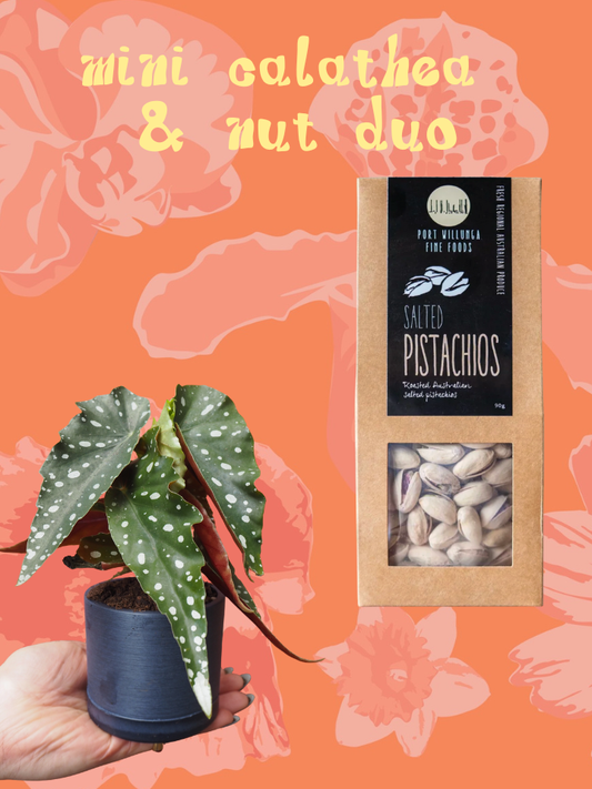 Mini Calathea & Nut Duo