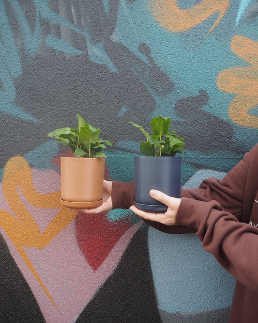 Mini Calathea Musaica