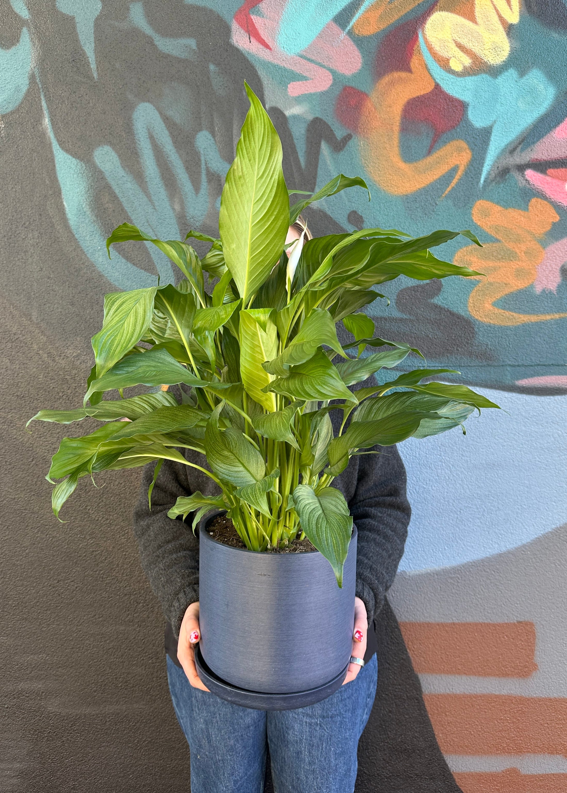 East End Flower Market Azure Sensation Variegated  Peace Lily