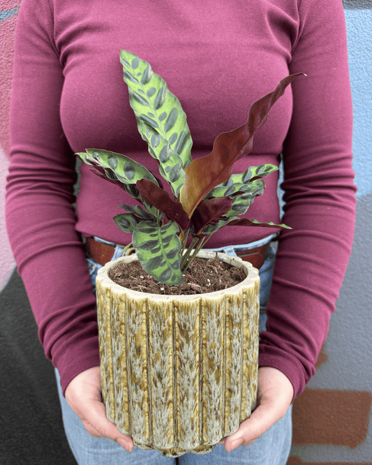 East End Flower Market Barona Calathea