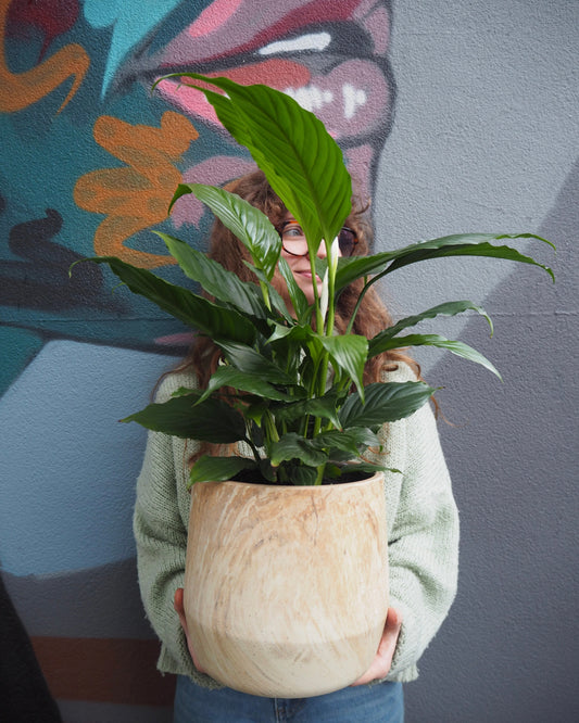 East End Flower Market Berat Peace Lily