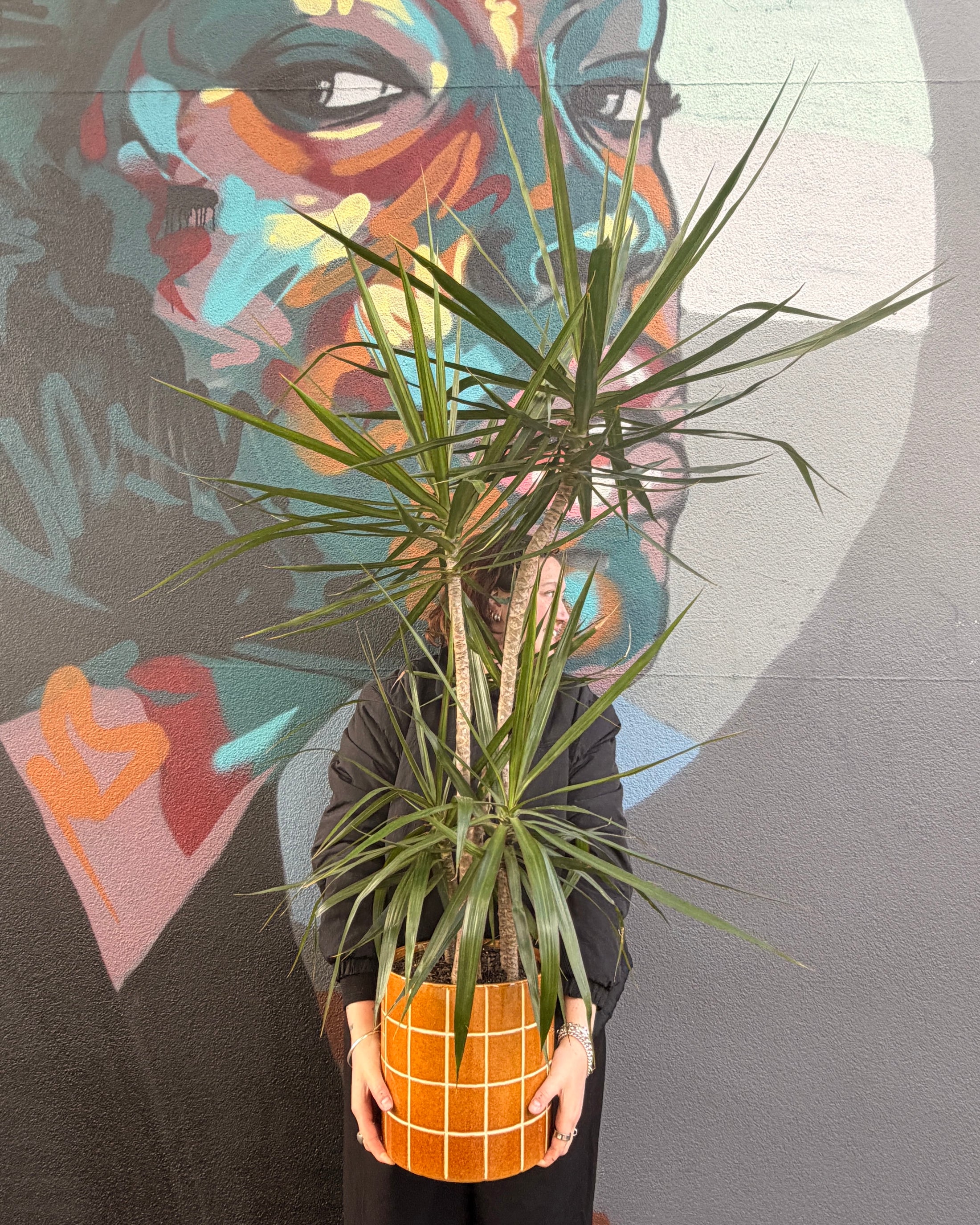 East End Flower Market Boyd Dracena