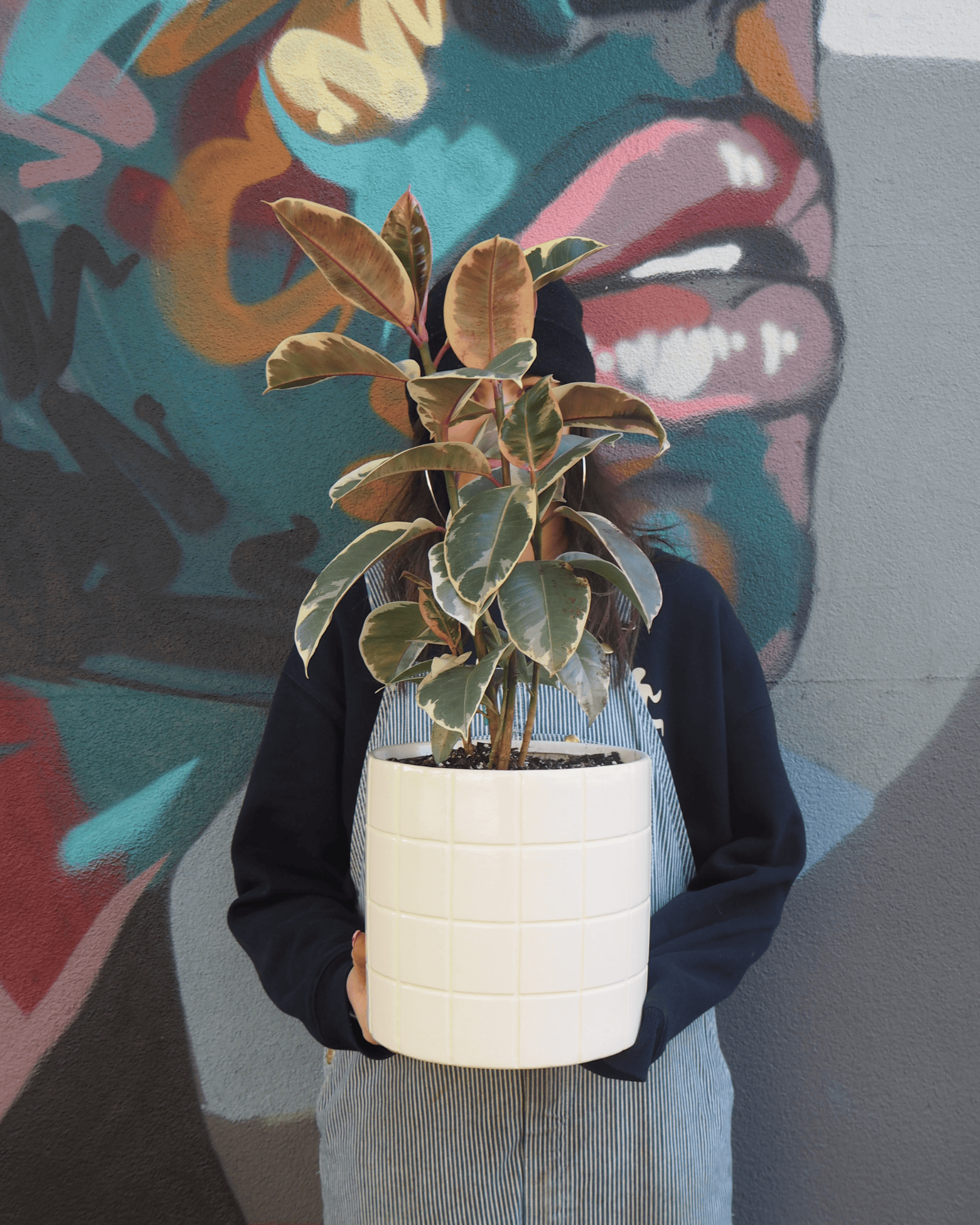 East End Flower Market Boyd Rubber Plant