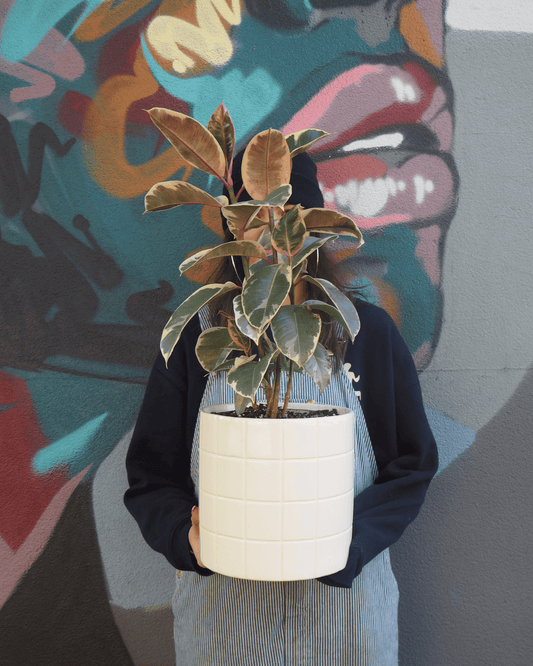 East End Flower Market Boyd Rubber Plant
