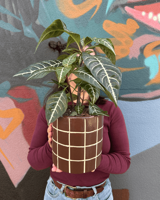East End Flower Market Boyd Zebra Plant