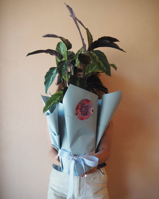 East End Flower Market Calathea Peacock