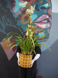 Load image into Gallery viewer, East End Flower Market Cymbidium Orchid
