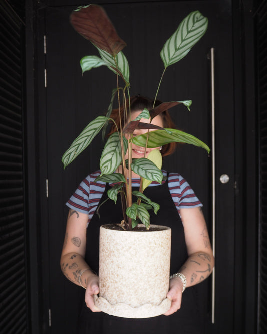 Mustard Ctenanthe | East End Flower Market