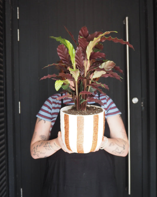 East End Flower Market Rayas Calathea Furry Feather Decor