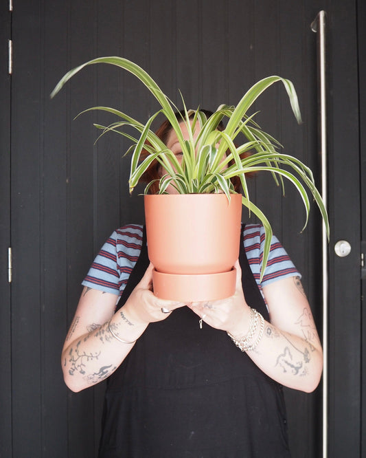 East End Flower Market Stockholm Spider Plant Decor